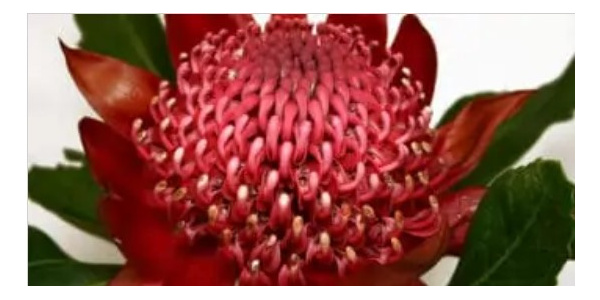 cat_fleurs_du_bush_australien_adulte